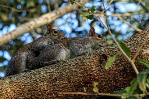 Pair of Mating Eastern Gray Squirrels Stock Photos