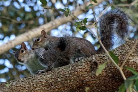 Pair of Mating Eastern Gray Squirrels Foto stock