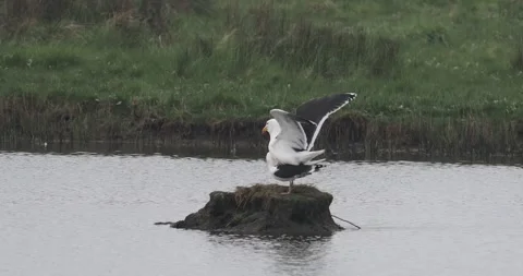 A pair of mating Great Black Backed Gull, Larus marinus at Leighton Moss, Sil Stock Footage 337717023