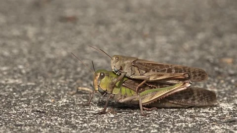 Pair of mating locusts sitting on the ground. Stock Footage 163260652