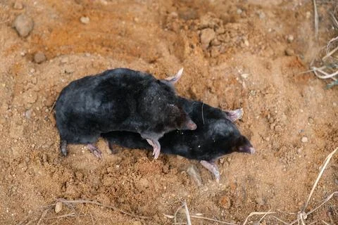 Pair mating moles on the sand background side view close-up. Breeding season Stock Photos
