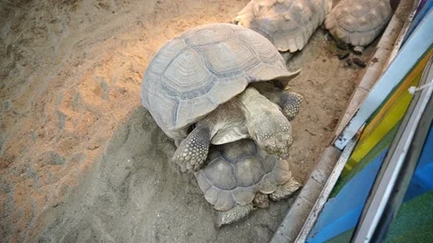 A pair of mating tortoises in indoor captivity. seen from above Stock Footage 263174826