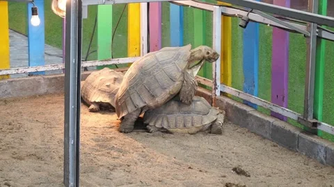 A pair of mating tortoises in indoor captivity. viewed from the side Stock Footage 263174827