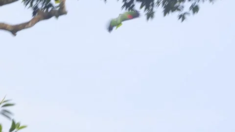 A pair of Mealy Parrots soars swiftly over the lush Tambopata rainforest 스톡 동영상 306047538