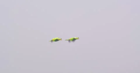 A pair of Mealy Parrots wings through the skies above the lush rainforest of Stock Footage 307495415