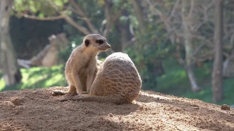 A pair of meerkats are looking for insects from each other Stock Footage 81659189