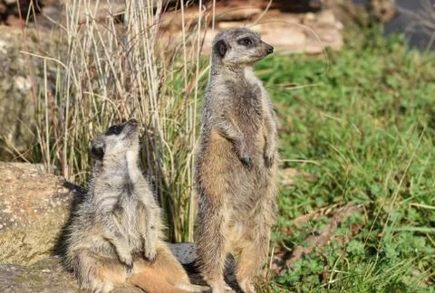 Pair of Meerkats Stock Photos