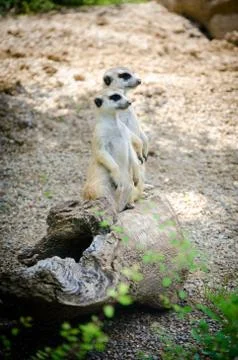 Pair of meerkats. Stock Photos