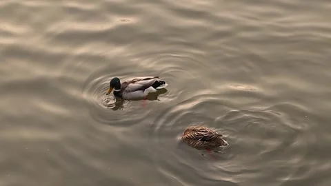 Pair of migratory ducks resting in a river and searching for food. Stock Footage 283060838