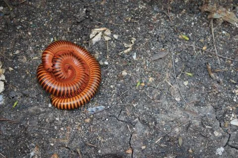 A Pair of Millipedes mating. Mating of red millipedes, Bangkok, Thailand. Stock Photos