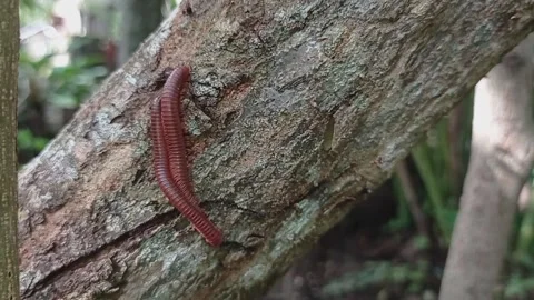 A pair of millipedes on a tree branch Stock Footage 232289999