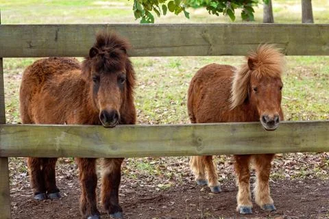 A Pair Of Miniature Horses Stock Photos