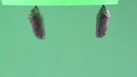 A pair of monarch cocoons just before emerging from its chrysalis Video stock 298678153