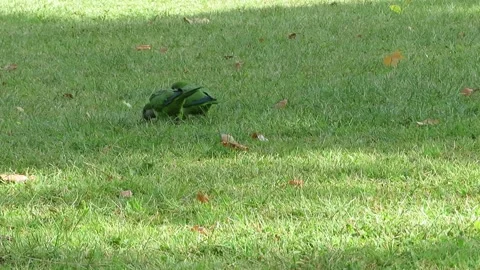 Pair of Monk Parakeet , Quaker Parrot with in city park (1) 스톡 동영상 325387089