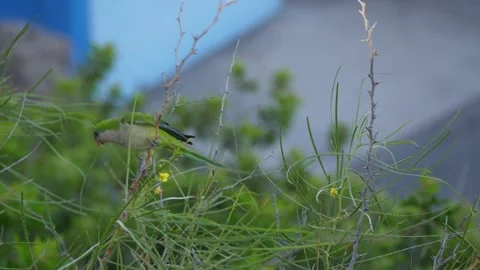 Pair of Monk Parakeets on Branch, Green Backdrop, Gran Canaria Vídeo Stock 344460468