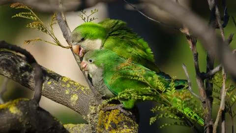 Pair of Monk Parakeets Perched on a Tree Branch Stock Photos