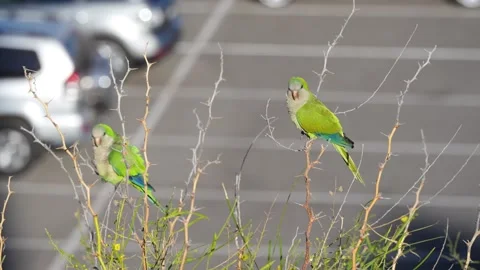 Pair of Monk Parakeets on Twig Above Parking Lot, Gran Canaria Vídeo Stock 344459737
