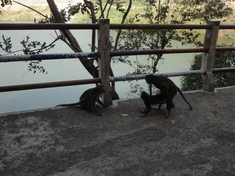 A pair of monkeys are mating watched by another monkey Stock Photos
