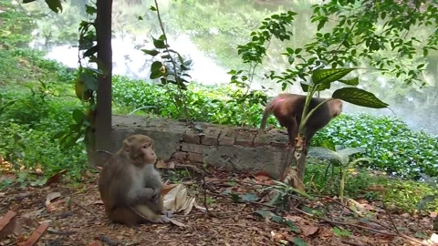 A pair of monkeys . Stock Footage 308215195