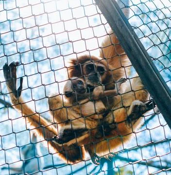 Pair of monkeys hugging hanging Stock Photos