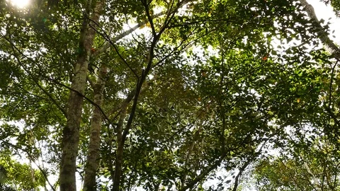 Pair of monkeys moving along the high canopy of large trees Stock Footage 123620681