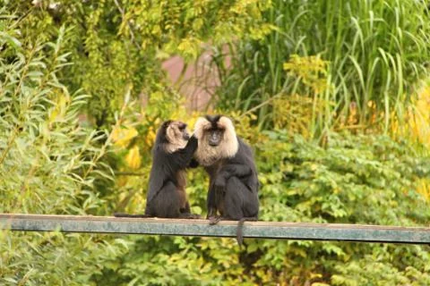 Pair of monkeys Stock Photos