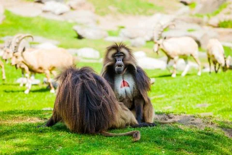 Pair of monkeys Stock Photos