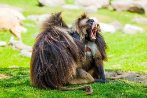 Pair of monkeys Stock Photos