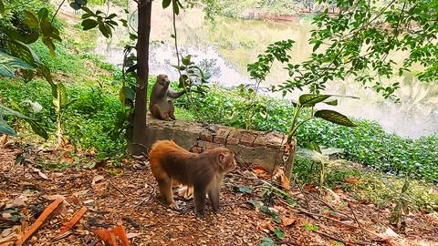 Pair of monkeys Foto stock