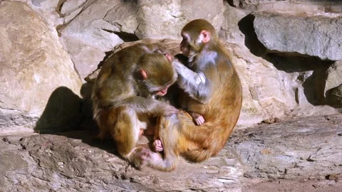 A pair of monkeys sitting on rock and grooming each other's fur Vídeo Stock 156698467