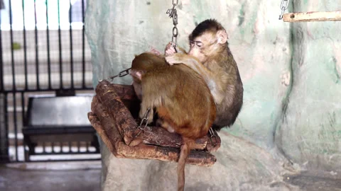 A pair of monkeys taking care of each other. Video stock 236703719