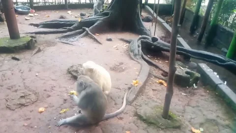 A pair of monkeys in the zoo are sitting enjoying a snack. HD Footage Stock Footage 235576113