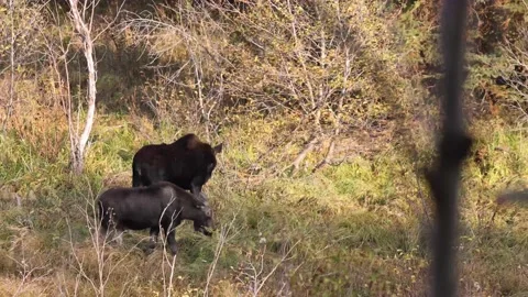 Pair of Moose Eat In Open Field Stock-Footage 145822295