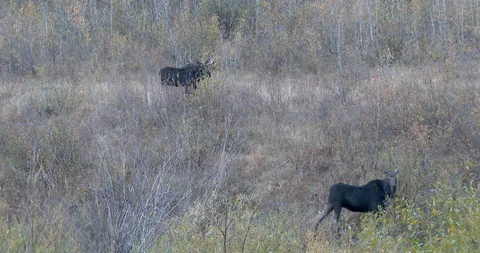 Pair of Moose standing on a side hill Stock Footage 116906642