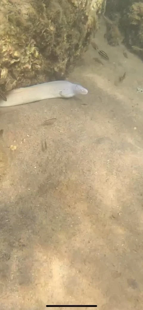 Pair of Moray Eels Peaking out from Under the Boulders - Video without Sound  Stock Footage 233271173