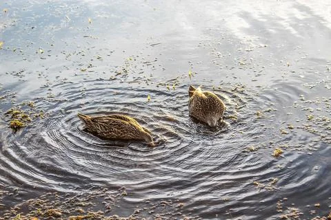 Pair of mottled ducks in sunset light. Stock Photos