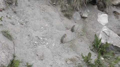Pair of mountain gophers run together on the sand in search of food Stock Footage 166742538