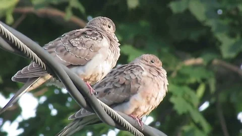 A pair of Mourning Dove birds perched on a wire Stock Footage
