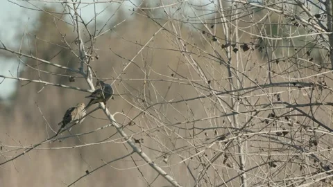 Pair of mourning doves perched on bare tree branches Stock Footage 342151447