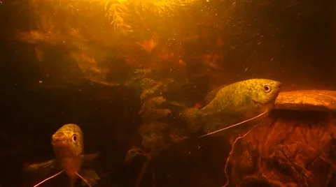 The pair of moving fish Stock Footage 47450694