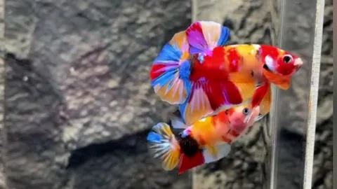 Pair of multi colored betta fish Stock Footage 245493947