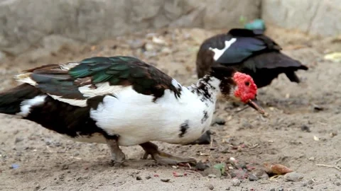 A pair of Muscovy ducks with distinctive red caruncles on their faces foraging Video stock 345834773