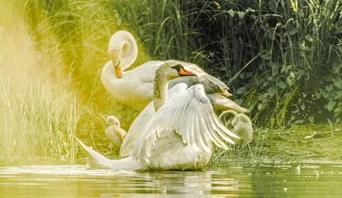 Pair Of Mute Swans With Chicks Stock Photos