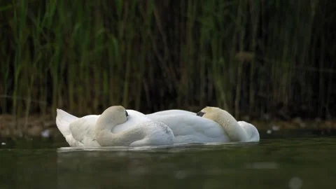 Pair of Mute Swans Drifting Together and Resting - 4K Wildlife Slow Motion Stockbeeldmateriaal 335391439
