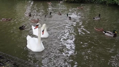 A pair of Mute Swans floating on a river Stock Footage 258024550