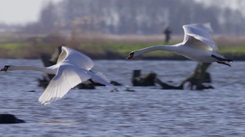 Pair of mute swans fly low over water of marsh Driemanspolder Vidéo 332786910