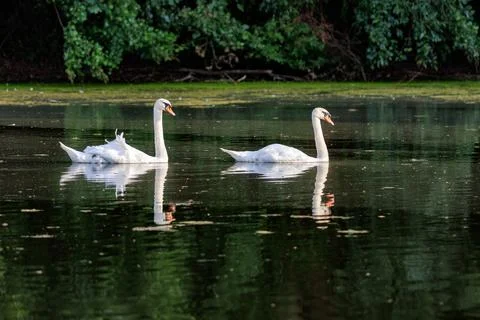 Pair of mute swans gliding across calm lake Stock Photos