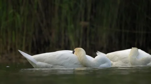 Pair of Mute Swans Resting and Drifting on Calm Water - 4K Wildlife Slow Motion Vídeos de archivo 335391160