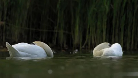 Pair of Mute Swans Resting Side-by-Side - 4K Wildlife Slow Motion Vídeos de archivo 335390663