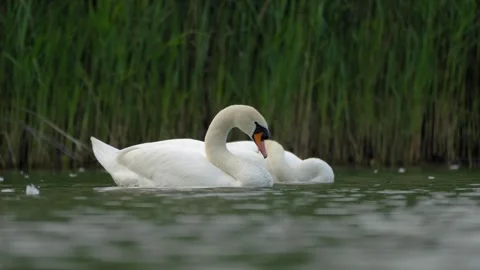 Pair of Mute Swans Resting Side-by-Side on Calm Water - 4K Wildlife Slow Motion Vidéo 335393329
